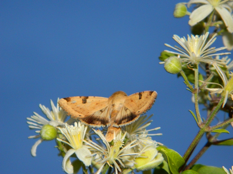 Al tramonto, sulla Clematis vitalba...